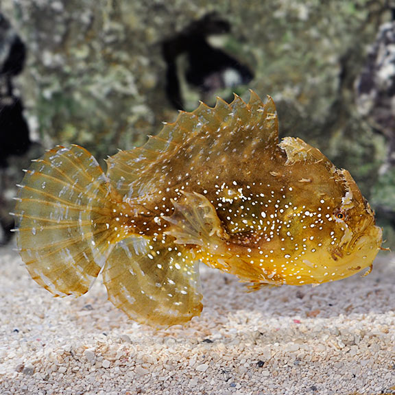 sargassumfish