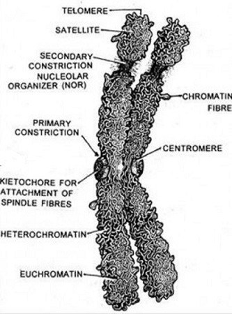 satellite chromosome