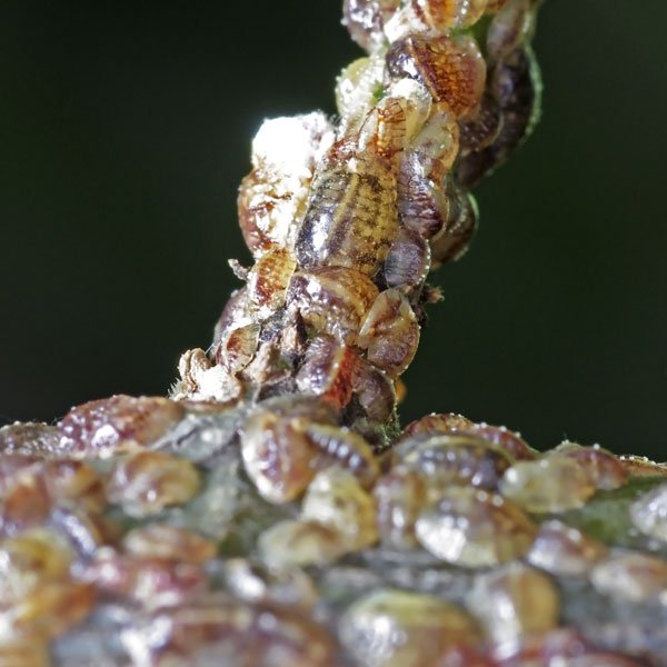 scale insect