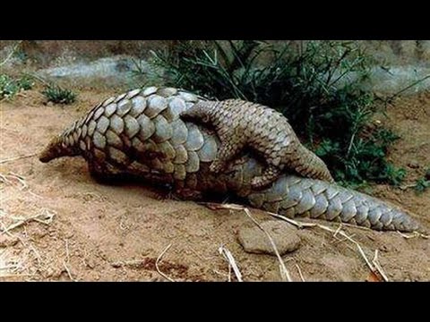 scaly anteater