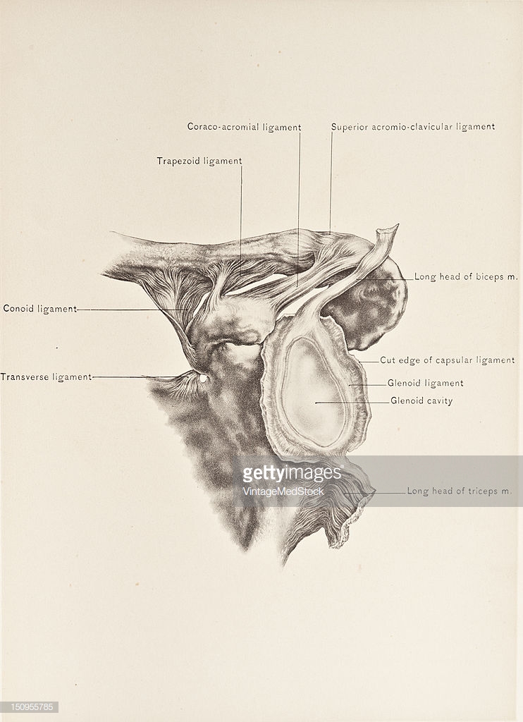 scapuloclavicular