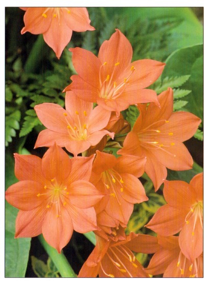 scarborough lily