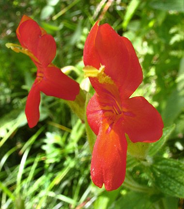 scarlet monkey flower
