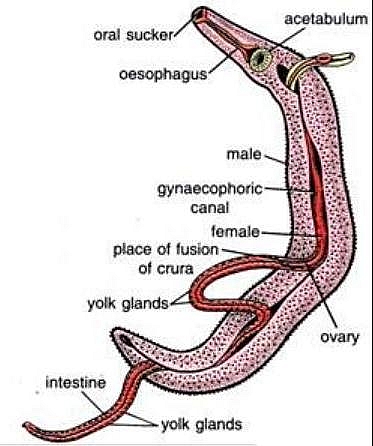 schistosoma