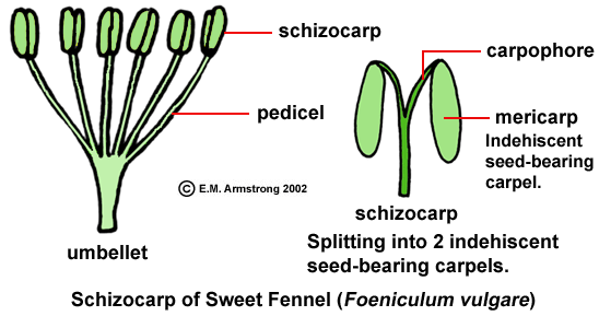 schizocarp