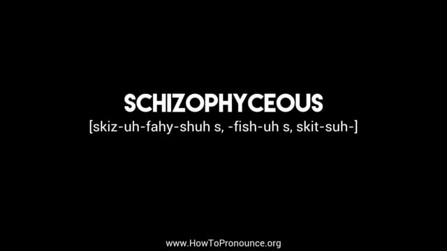 schizomycosis