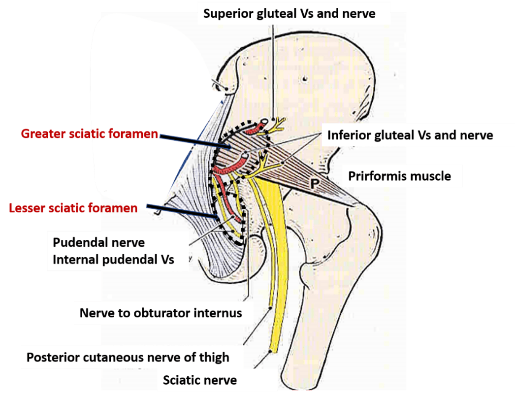 sciatic foramen