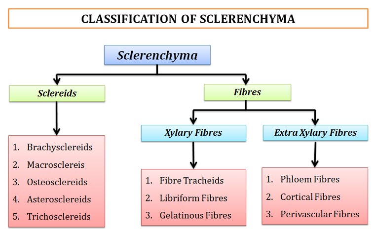 sclerenchymatous