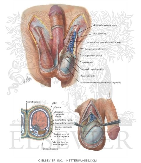 scrotal septum