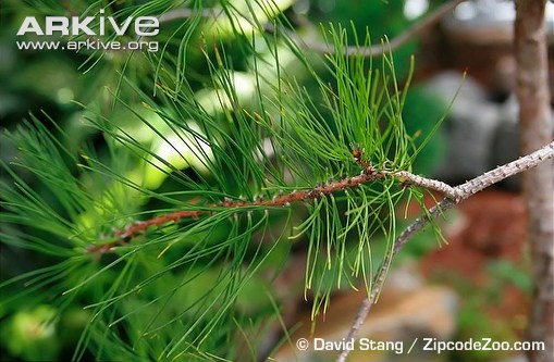 scrub pine