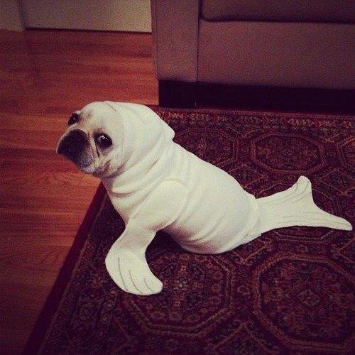 sea-dog