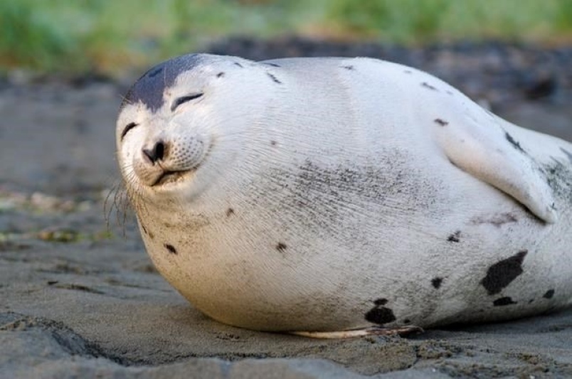 seal
