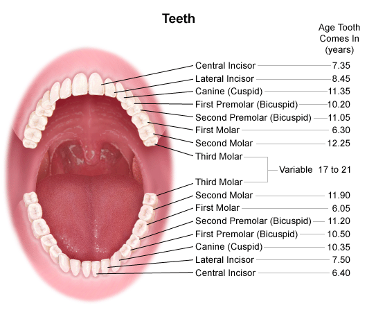 second tooth