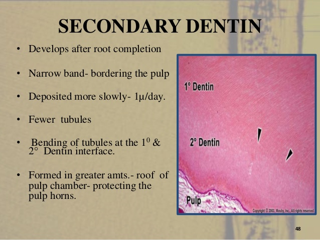 secondary dentin