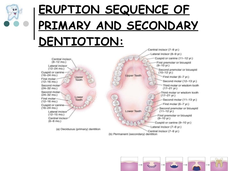 secondary dentition