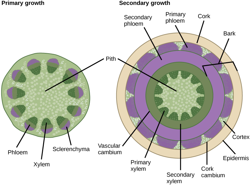secondary growth