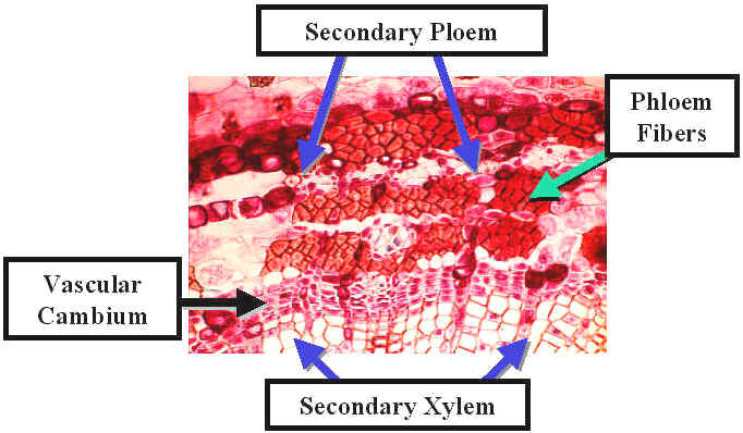 secondary phloem