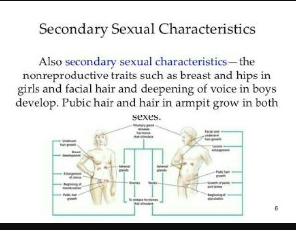 secondary sexual characteristic
