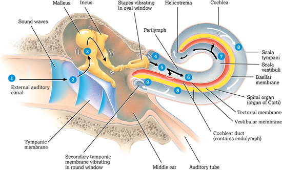 secondary tympanic membrane