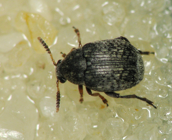 seed beetle