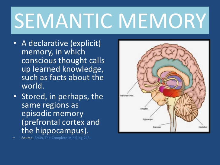 semantic memory