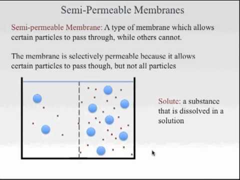 semi-permeability