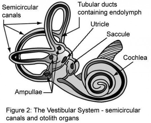semicircular canal