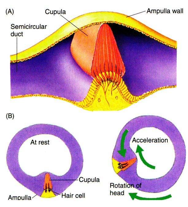 semicircular duct