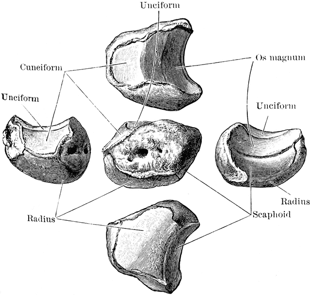 semilunar bone