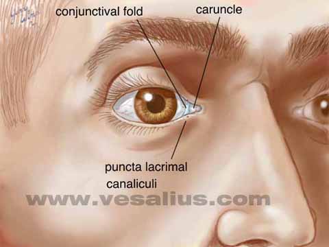 semilunar conjunctival fold