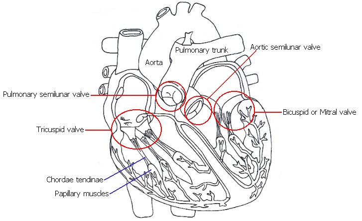 semilunar valve