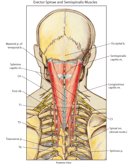 semispinal muscle of head