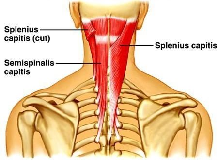 semispinal muscle of neck
