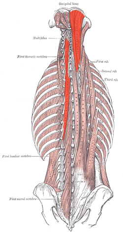 semispinal muscle of thorax
