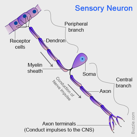 sensory neuron