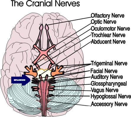 seventh cranial nerve