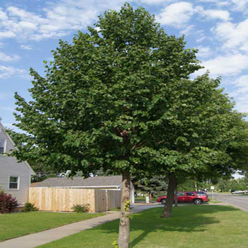 shade tree