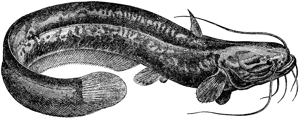 sheatfish