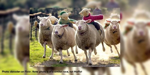 sheep race