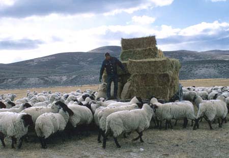 sheepherder