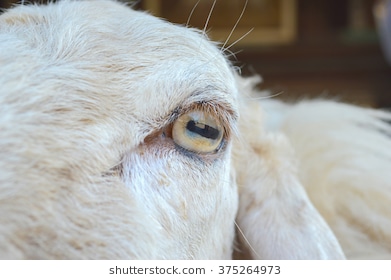 sheep's eyes