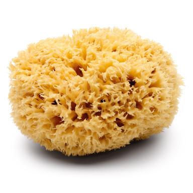 sheepswool sponge