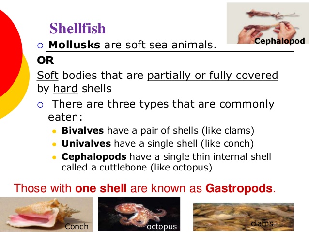 shellfishery