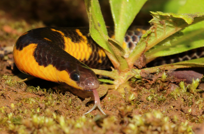 shield-tailed snake