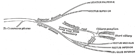 short ciliary nerve