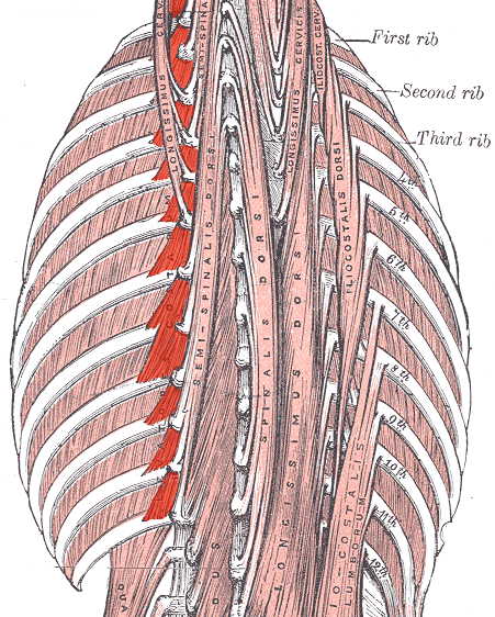 short elevator muscle of rib