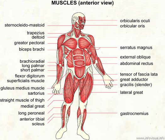 short palmar muscle