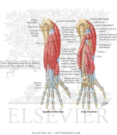 short radial extensor muscle of wrist