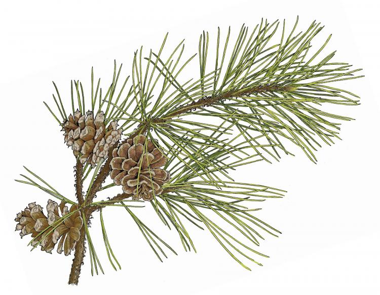 shortleaf pine
