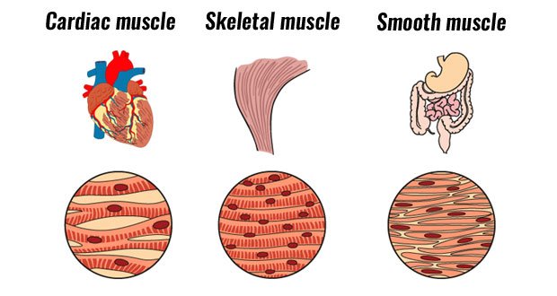 smooth muscle